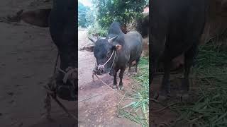 Majestic Big Ox: A Glimpse into the World of These Gentle Giants. #cow #animal #nature #grazing