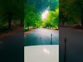 തേനി മധുര റോഡ് tamilnadu viral tree kerala