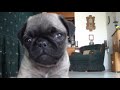 small pug talking to the camera