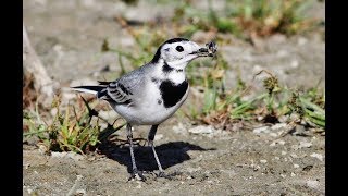 White Wagtail - Motacilla alba - Λευκοσουσουράδα - Ζευκαλάτη - Cyprus.