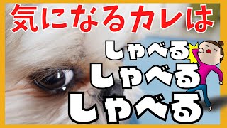 【シーズー】喋り続けるので可愛くて思わず笑ってしまいました！