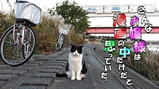 【地域猫】こんなお嬢様は漫画の中だけだと思っていた。【魚くれくれ野良猫】