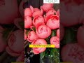 discover the majestic peony flower pack of 20 seeds for outdoor gardens peony