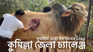 কুমিল্লার দানব সাইজের সেরা ৮ টি গরু। চ্যালেঞ্জ করলেন সুমাইয়া এগ্রোর মালিক। কোরবানি ২০২৫