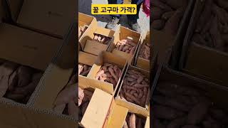 꿀고구마? #예산시장#꿀고구마#한박스#10kg#2만원#구독좋아요눌러주세요