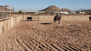 Dusty Cows