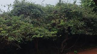 mudhanai village temple , virdhachalam forest