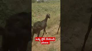 రైతన్న /farmer life #telugu #trending #viral_video #youtube #shorts