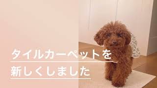 【犬と暮らす】粗相しても安心🐶✨東リ 洗えるタイルカーペットがおしゃれでおすすめ