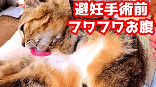 【保護猫】子猫のフワフワお腹！避妊手術前日の様子