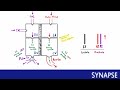 usmle step 1 Расщепление и раздвоение тонов сердца