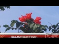 Flame of the Forest ចារ Beautiful Nature Flowers and Gardens