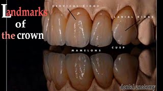 landmarks of the crown _ dental anatomy course || عزت شومان