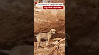 Tiruvannamalai: புதைந்த சிறுவன்; வளர்த்த பாசத்தால் தேடி அலைந்த நாய்?