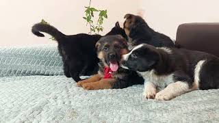 Stray Puppy Mistakes Golden Retriever For Mom! (A Heartwarming Moment)