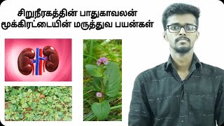 சிறுநீரகத்தின் பாதுகாவலன் மூக்கிரட்டையின் மருத்துவ பயன்கள்!!