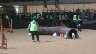 京都アジリティークラブ競技会　AG１　マイロ