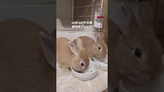 うさぎさんのペレット2種類の訳 #うさぎ多頭飼い  #うさぎとの生活  #rabbit #bunny    #もふもふうさぎ  #ふわもこ部 #animal