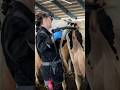 🐄💫 Super- Innovative Pregnant Test for Milking Cows | Future Farming that will Amaze You 2024