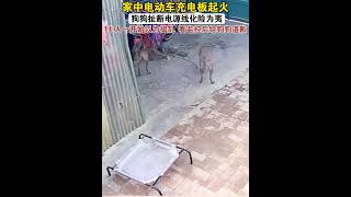 狗狗的忠诚真的毋庸置疑狗狗 狗狗的心思都写在脸上了 狗狗故事 治愈系 小狗狗能有什么坏心思 （视频素材源自于@马犬黑豹）