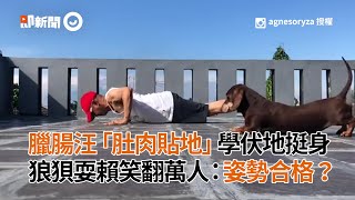 臘腸狗模仿主人伏地挺身「肚肉貼地」！狼狽耍賴萌翻｜寵物