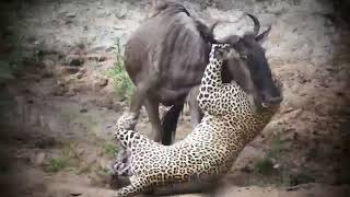 What a great hunt this leopard has done