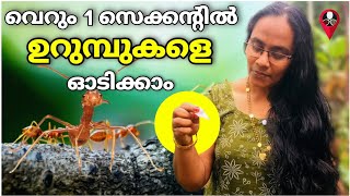 വെറും 3 തുള്ളി മതി ഉറുമ്പ് ഓടാൻ | urumbine engane thuratham | How to get rid of ants in malayalam