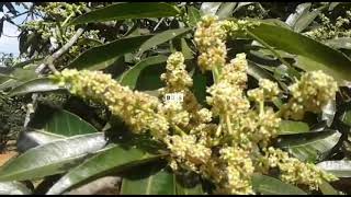 ప్రకృతి వ్యవసాయం లో మామిడి సాగు /mango cultivation in organic farming