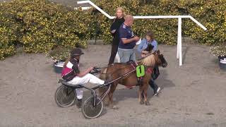 Ponnytrav Solänget 190831 Lopp 9