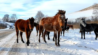 ЗИМОВЬЕ АЛТАЙСКИХ ЛОШАДЕЙ/HORSES IN THE WINTER'S FAIRYTALE