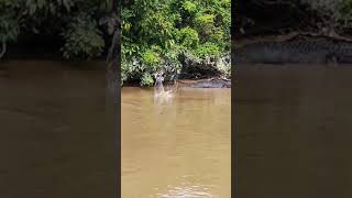 Kinabatangan river crocodile🐊🐊   #crocodile #kinabatangan #sabah #borneo