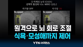 원격으로 뇌 회로 조절...자기장 켜니 모성애까지 생겨 | 과학뉴스 24.07.05