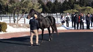 【2019ＪＢＢＡ日本軽種馬協会 種牡馬展示会（６）】バゴ