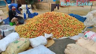 টমেটোর গ্রাম। Tomato village.