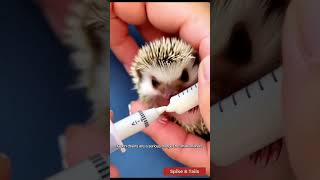 Help! Hedgehog Stuck in a Drain Wildlife Rescue