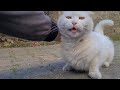 Super Cute White Cat.