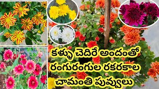 అందమైన చామంతి పువ్వులు|How to grow chamanthi plants at home|chrysanthemum plant care|flowers #how