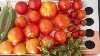 மாடித்தோட்டத்தில் தக்காளி வளர்ப்பு விதைப்பு முதல் அறுவடை | how to grow tomatoes at home in Tamil