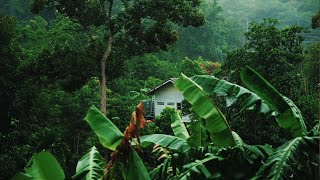 Rainforest sounds 🌴 with thunder, rain and birds sounds for sleep, study and meditation