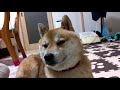 全然ストーブ前から動く気がない犬【柴犬もこ】