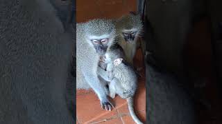 A mother’s fierce protectiveness in action Mrs. L keeps little Flips safe from his escape plan. 🐒💚