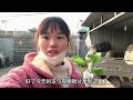 宝妈从四川回江苏后，马不停蹄的去花卉市场选货，看看都有哪些花