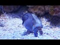 seahorse mating dance captured