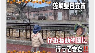 茨城県日立市【かみね動物園】に行ってきた!!レジャーランドもある!!【超短編】