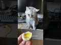 how cats hide their embarrassment 🤣 foryou cat funncats catvideos funny funnycats