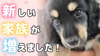 生後２ヶ月の子犬が我家に来たよ♪【ミニチュアダックス】