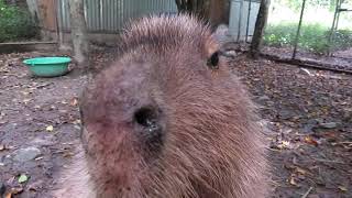 Adorable Rescued Capybara Enjoys a Scratch at Wildlife Sanctuary