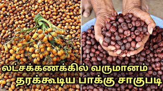 இலட்சக்கணக்கில் வருமானம் தரும் பாக்கு சாகுபடி || areca nut cultivation  || areca palm || betel nut