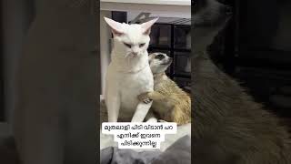 ഞാൻ ഇവനെ അങ്ങ് എടുക്കുവാ 😂😂😂 #shortsfeed #comedy #catlover #petlover #shorts