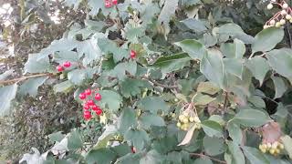 Plant ID - Highbush Cranberry